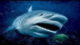 Bullenhai - Der Aggressivste Hai Der Welt / Dokumentation