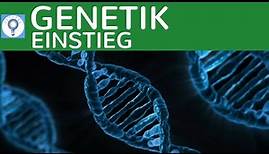BIOLOGIE NACHHILFE - Genetik & Vererbung - die neue Serie | Genetik