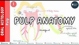 Introduction to pulp | Pulp Anatomy | Dr Paridhi Agrawal
