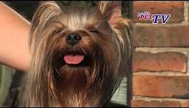 Yorkshire Terrier: Informationen zur Rasse