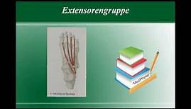 Anatomie - die wichtigsten Fußmuskulatur - MedPhysio