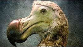 Scientists Finally Know The Real Reason Dodo Birds Went Extinct