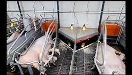 Liquid feeding for PIG Farms - SKIOLD