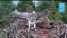 Up, Up and Away? - (Loch of the Lowes Osprey Webcam 2023)