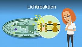 Lichtreaktion • Lichtreaktion Photosynthese, Reaktionsschritte