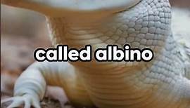 Albino Alligators: Nature's Unique Anomalies 🐊