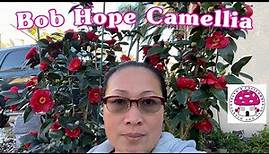 Bob Hope Camellia|Evelyn’s California Garden and Home