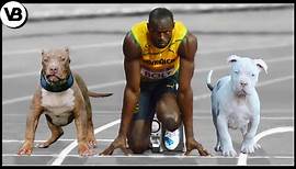 These Dogs Can Run Faster Than Usain Bolt