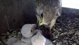 Kestrels Nesting & hatching