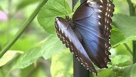 Der Schmetterlingseffekt: Kann ein Flügelschlag einen Tornado auslösen?