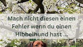 Stephanie Heckler | Verhaltensberaterin | Entspannungstrainerin on Instagram: "Du beschäftigst deinen Hund jeden Tag, gehst mit ihm 2-3 Stunden spazieren, und kaum bist du nach Hause gekommen, läuft er dir hinterher und fragt, was du jetzt noch mit ihm machst? Du bist mit deinem Latein am Ende? Wusstest du, dass Hunde zwischen 17 und 20 Stunden am Tag schlafen oder ruhen müssen, um lernen und Umweltreize verarbeiten zu können? Die meisten Hunde, die Themen wie (hyperaktiv, nervös, hinterherlaufe