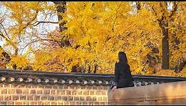 Autumn Scenery of Sungkyunkwan University | Ambience Sounds | Seoul Walking Tour 4K HDR