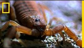 World's Deadliest Scorpion | National Geographic