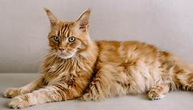 Maine coon: a video of a puppy in all its beauty