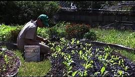 Mit Kleingärten gegen die Landwirtschaftskrise in Venezuela