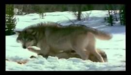Dokumentation über Wölfe