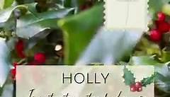 ✨HOLLY✨ The diverse holly family includes trees and shrubs that come in a variety of forms which includes columnar, pyramidal, rounded, and weeping. Their foliage varies as well, ranging from large, spiny leaves to smooth, small leaves that resemble boxwood. Even holly’s berries come in a variety of hues that include red, pink, blue, orange, yellow, and white. The berries of the holly plant are poisonous and contain a toxin called saponin, however, the leaves of the holly plant are not poisonous