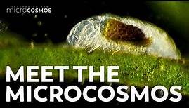 Meet the Microcosmos