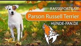 ► Parson Russell Terrier [2019] Rasse, Aussehen & Charakter
