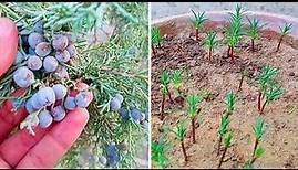 How To Grow Juniper Tree From Seed | Juniper Forest | Growing Juniper Berry