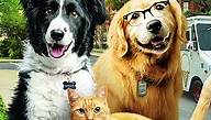 Cats & Dogs 3 - Pfoten vereint! | Film  2020 - Kritik - Trailer - News
