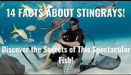 14 Facts about Stingrays. Discover The Secrets of This Fabulous Fish!