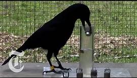 How Smart Are Crows? | ScienceTake | The New York Times