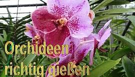 Orchideen richtig gießen – Anleitung / Orchideengewächse Pflege Tipps / Orchidee wässern / Pflege