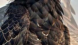 Black Hawk eagle