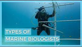 5 Types of Marine Biologists // Careers in Marine Biology