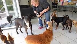 Betreuung für mehr als 30 Vierbeiner: Liane Olert führt in der Eifel einen Gnadenhof für Hunde