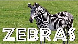 Zebras for Kids: Learn all About Zebras - FreeSchool