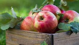 Alte Apfelsorten: Top 30 der alten & resistenten Apfelsorten