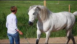 Pferdefilme für dich und dein Pferd - Anleitung: Wie kommt mein Pferd zu mir?