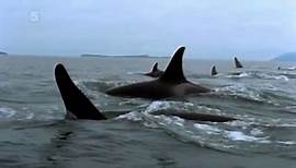 Nature Shock- When Killer Whales Attack