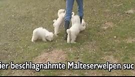 Malteserwelpen suchen ein Zuhause - Tierheim Wollaberg