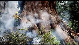 Brand im Yosemite Nationalpark: Älteste Bäume der Welt in Gefahr