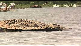 Riesige Nilkrokodile Crocodylus niloticus im Chamo-See, Äthiopien, Nile crocodile