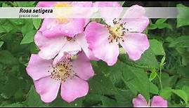 prairie rose (Rosa setigera)