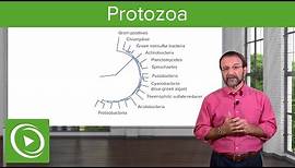 Protozoa: Definition & Types of Microbes – Microbiology | Lecturio