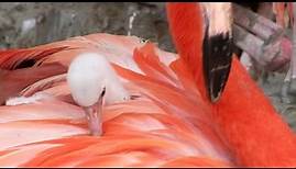 Flamingo-Nachwuchs in München