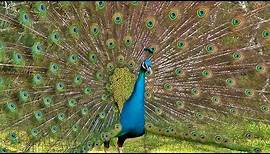 Peacock Dance Display - Peacocks Opening Feathers HD & Bird Sound