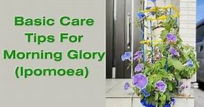 Morning Glory Plant Care Guide: Tips for Stunning Blooms!