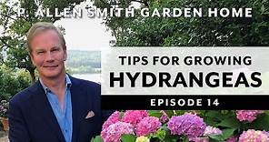 Hydrangeas | Growing Tips & FAQ: Garden Home VLOG (2019) 4K
