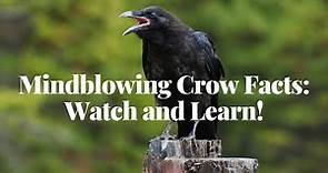 Mindblowing Crow Facts: Watch and Learn!