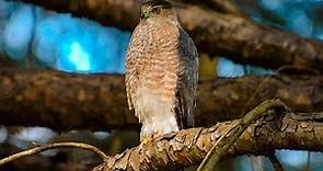 Falconry: Secrets to finding Cooper's Hawk nests