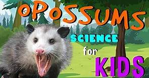 Opossums | Science for Kids