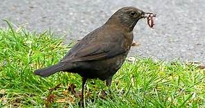 Early bird catches the worm - blackbird, robin and thrush fill their beaks