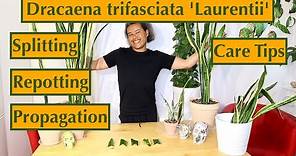 Dracaena (Sansevieria) trifasciata 'Laurentii' Splitting, Repotting, Propagation & Care Tips