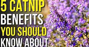 5 Benefits Of Catnip You Should Know! | Catnip Benefits For Humans